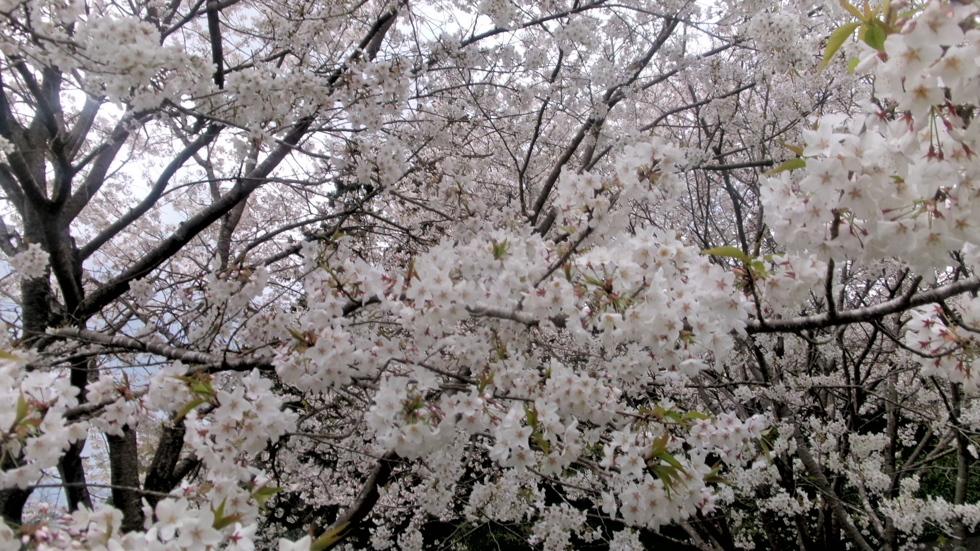 新緑🌸