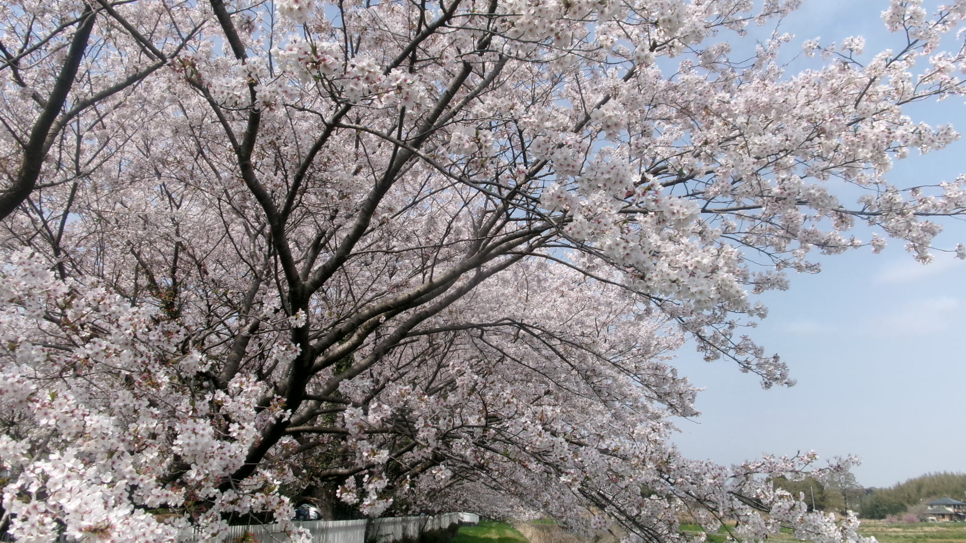 幼稚園河川