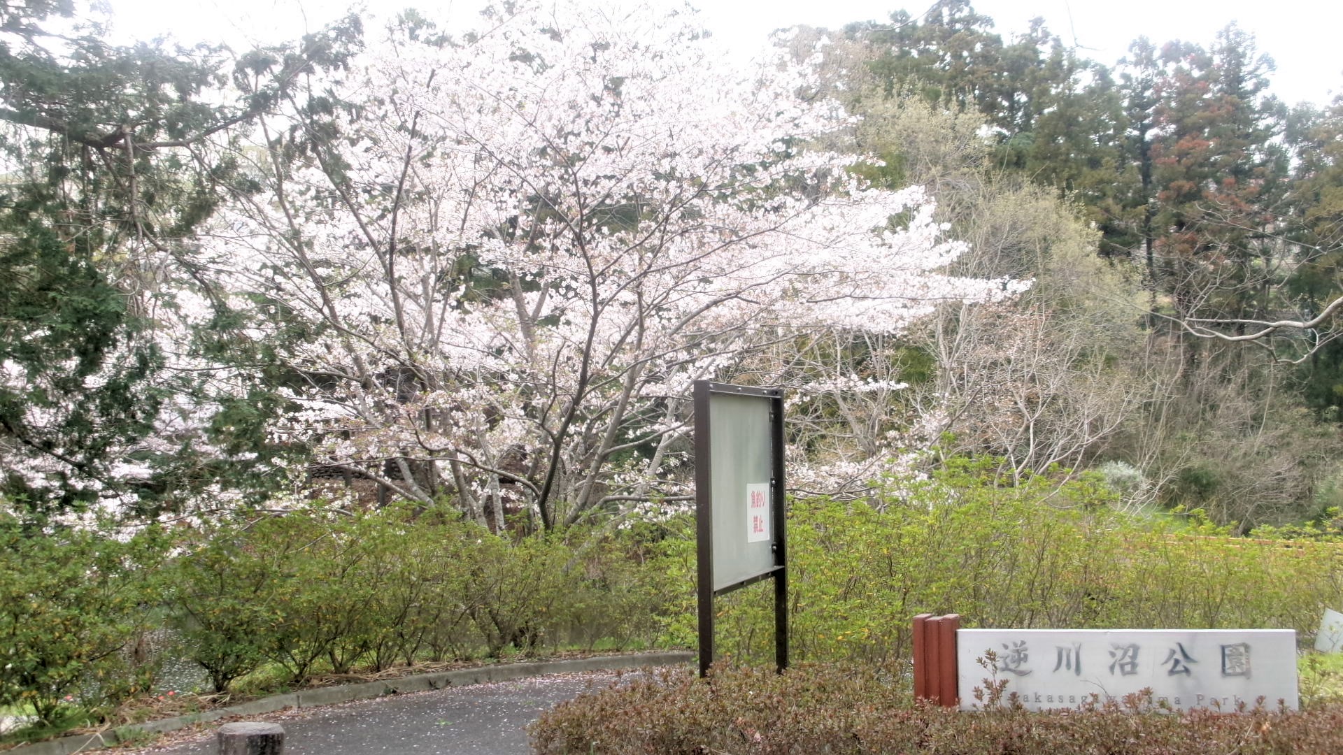 逆川11