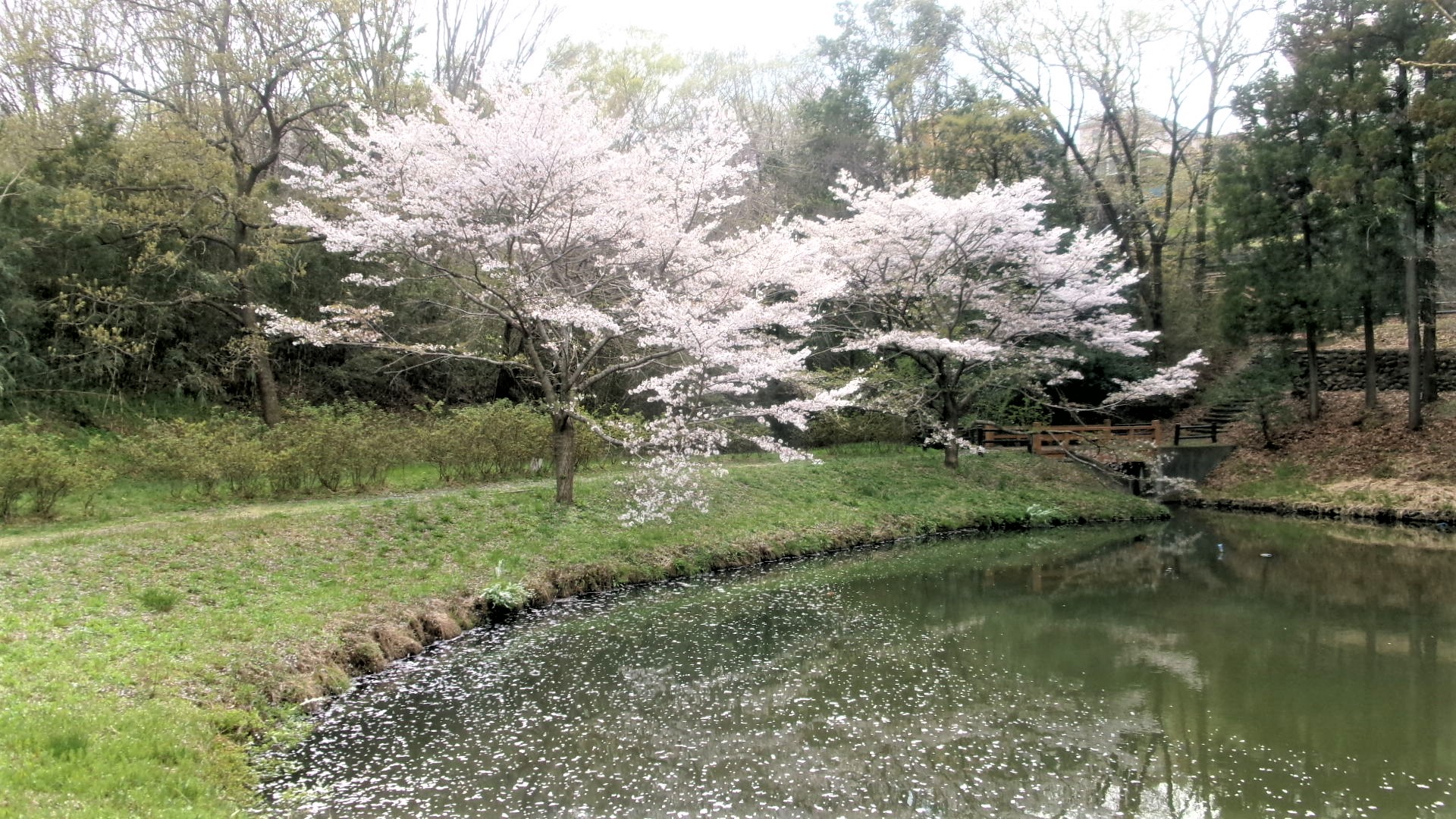 逆川沼公園11