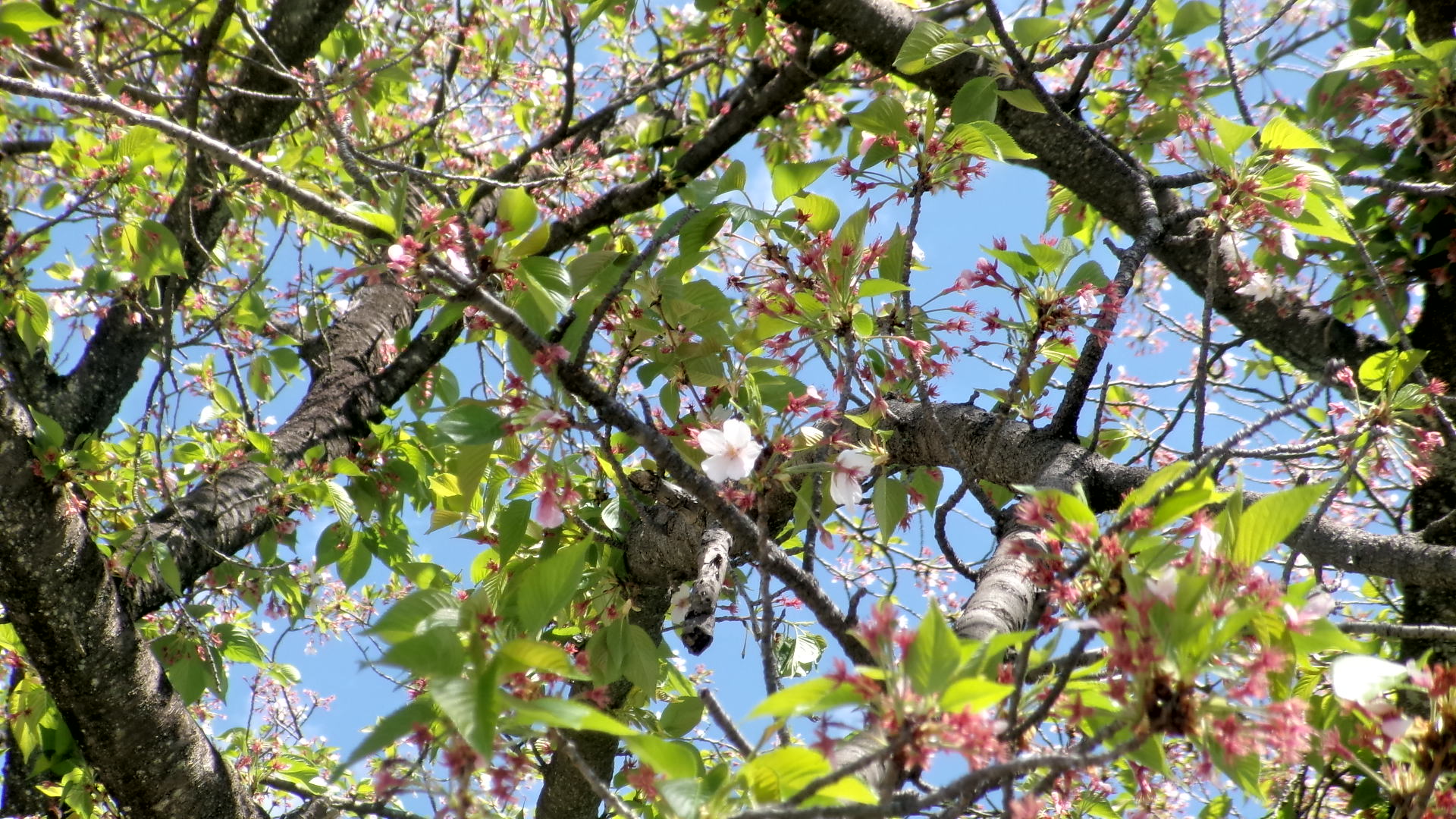 桜新緑