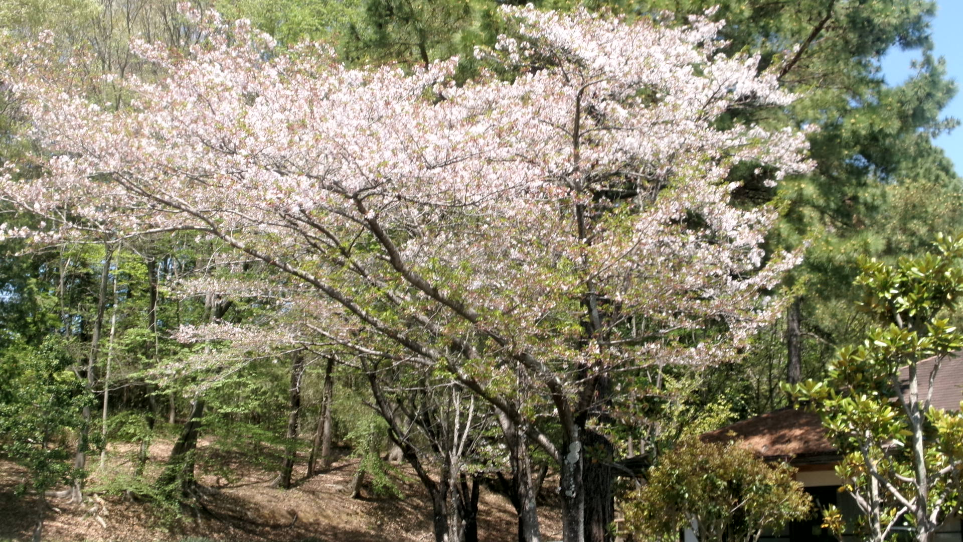 農村緑