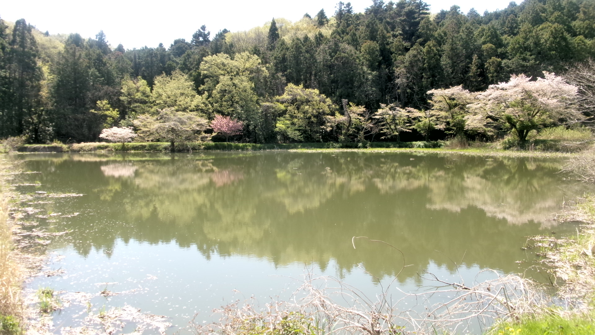 緑東