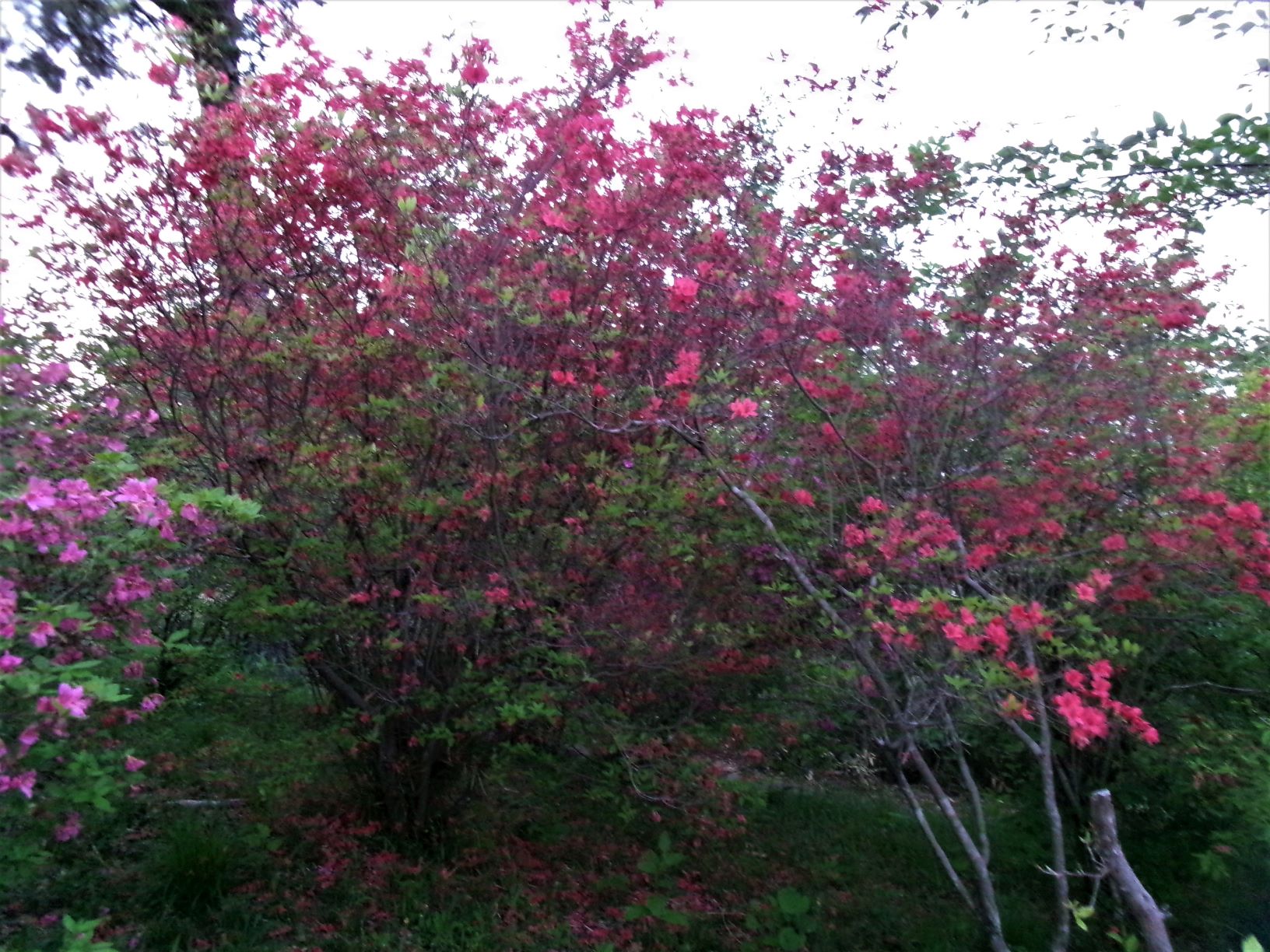公園ツツジ