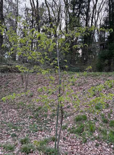 桜マップ12(石坂)