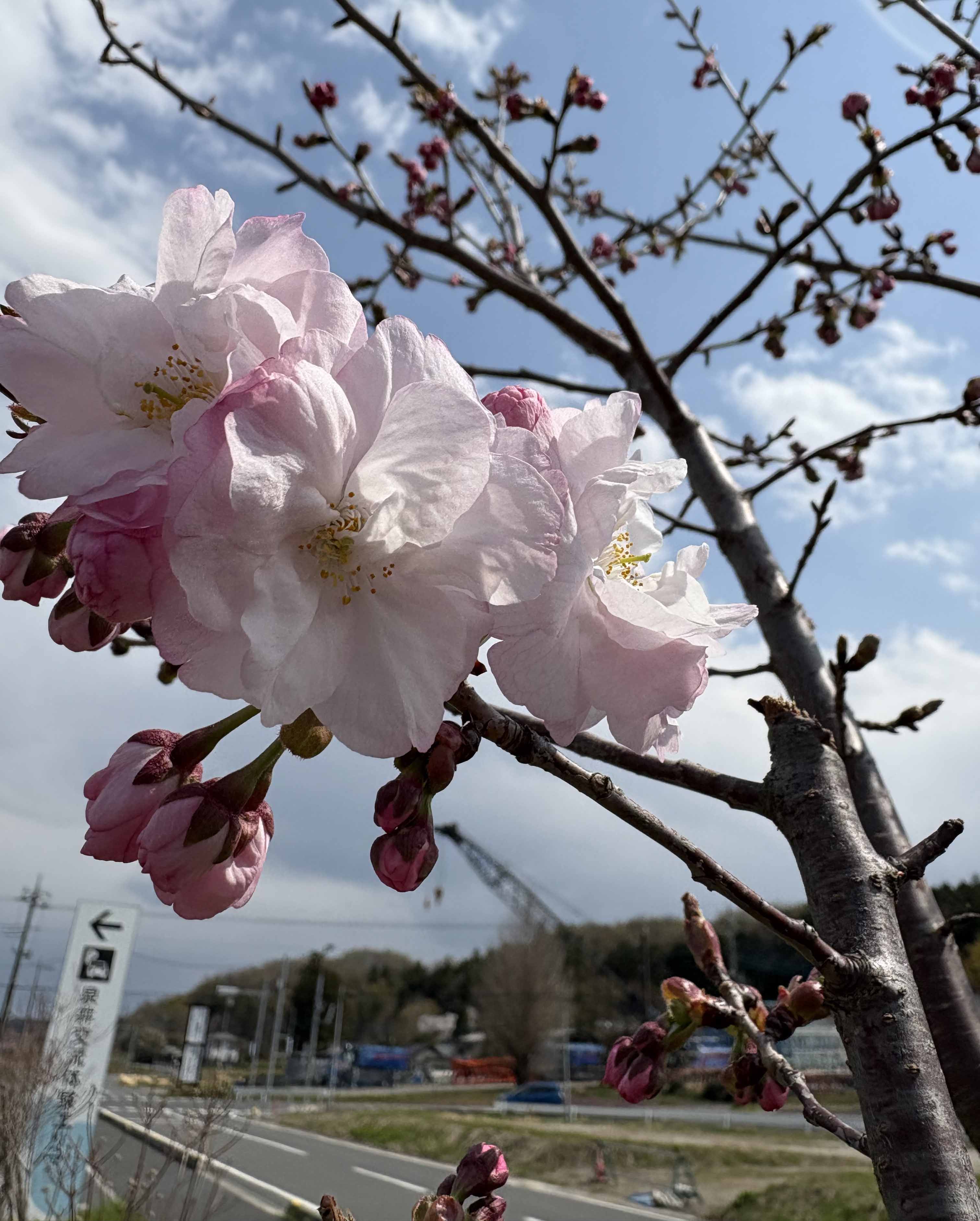 桜マップ13(泉井)