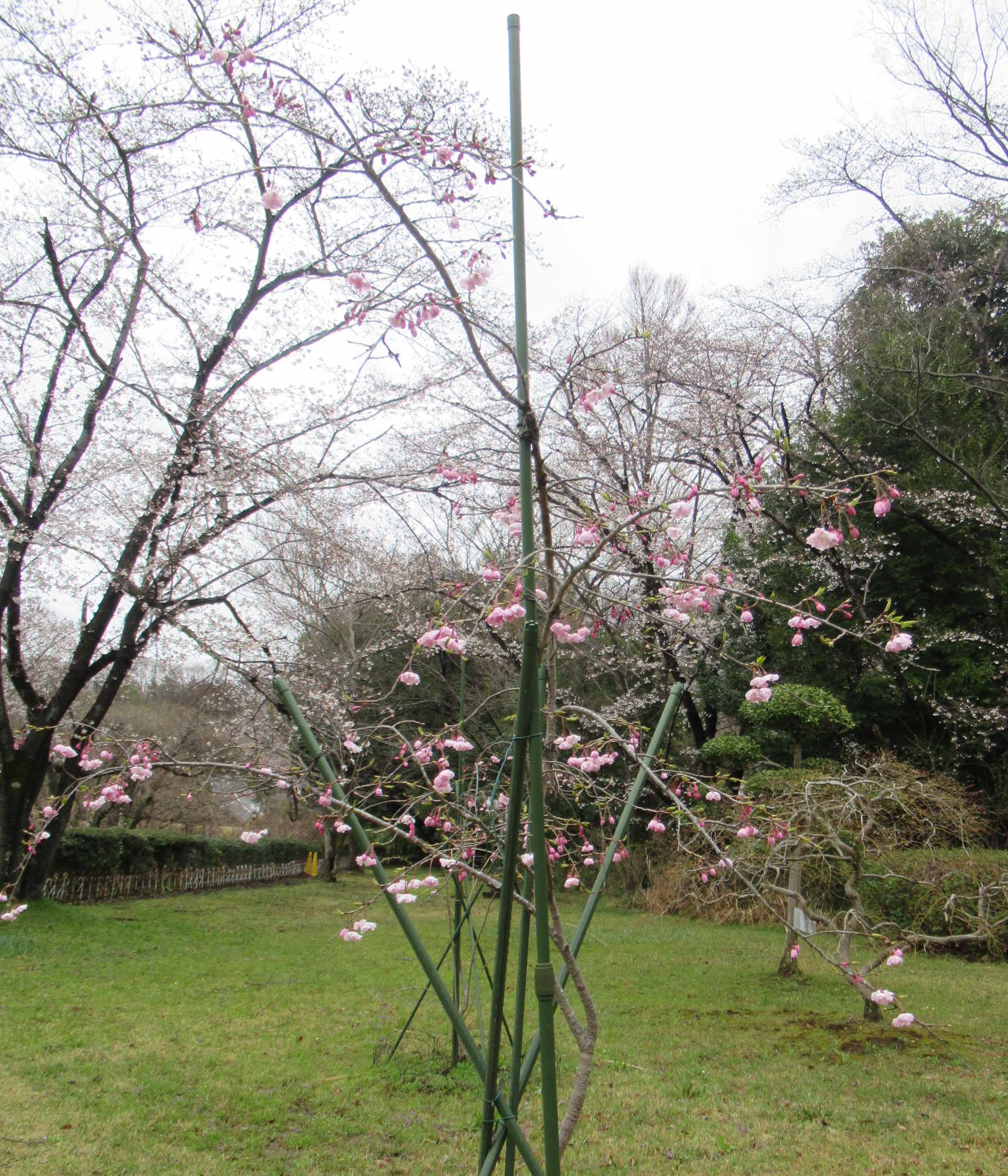 桜マップ14(JAXA)