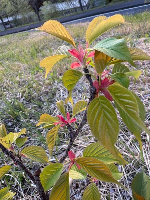 桜マップ(電大)