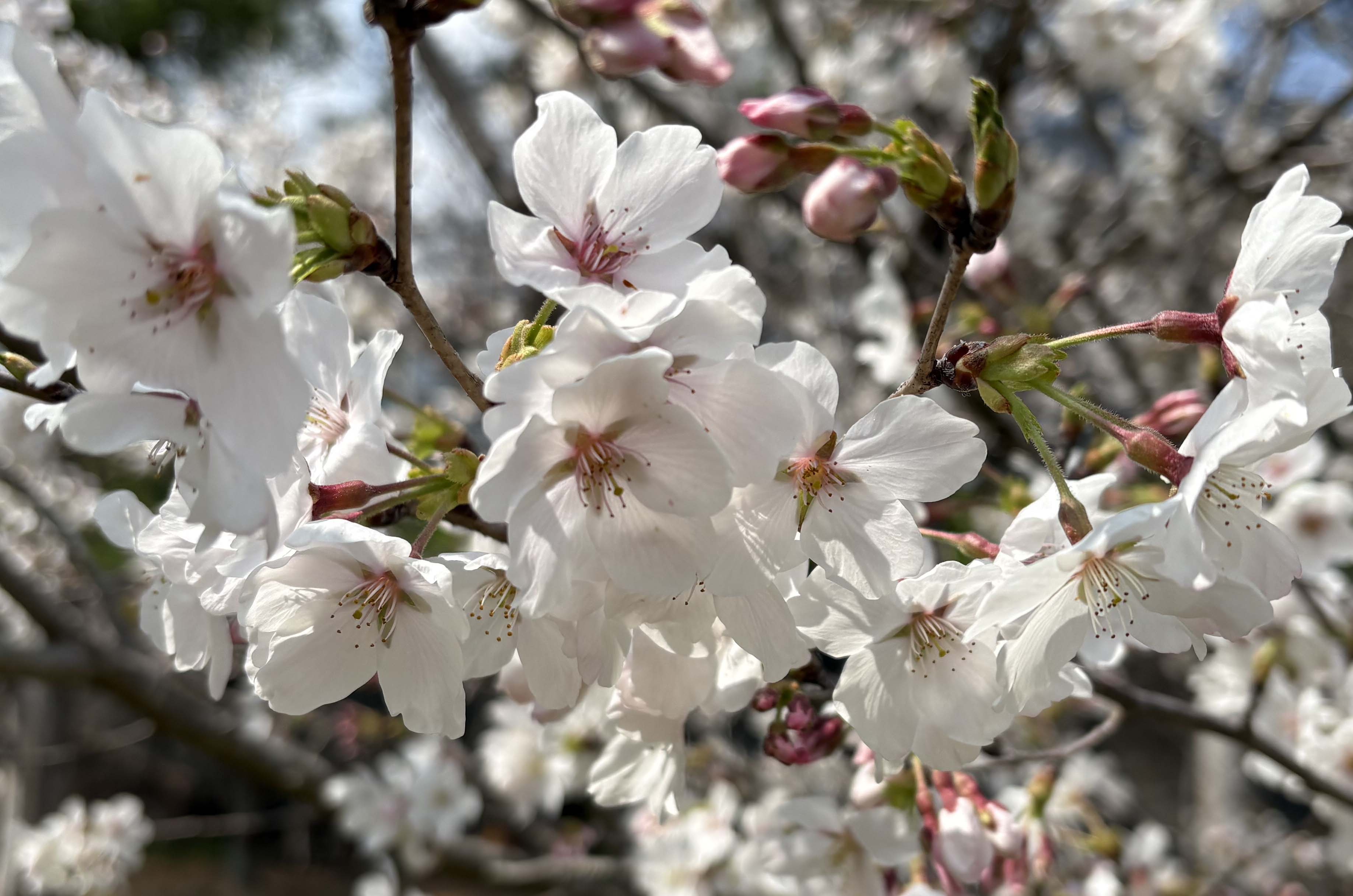 桜マップ16(農村公園)
