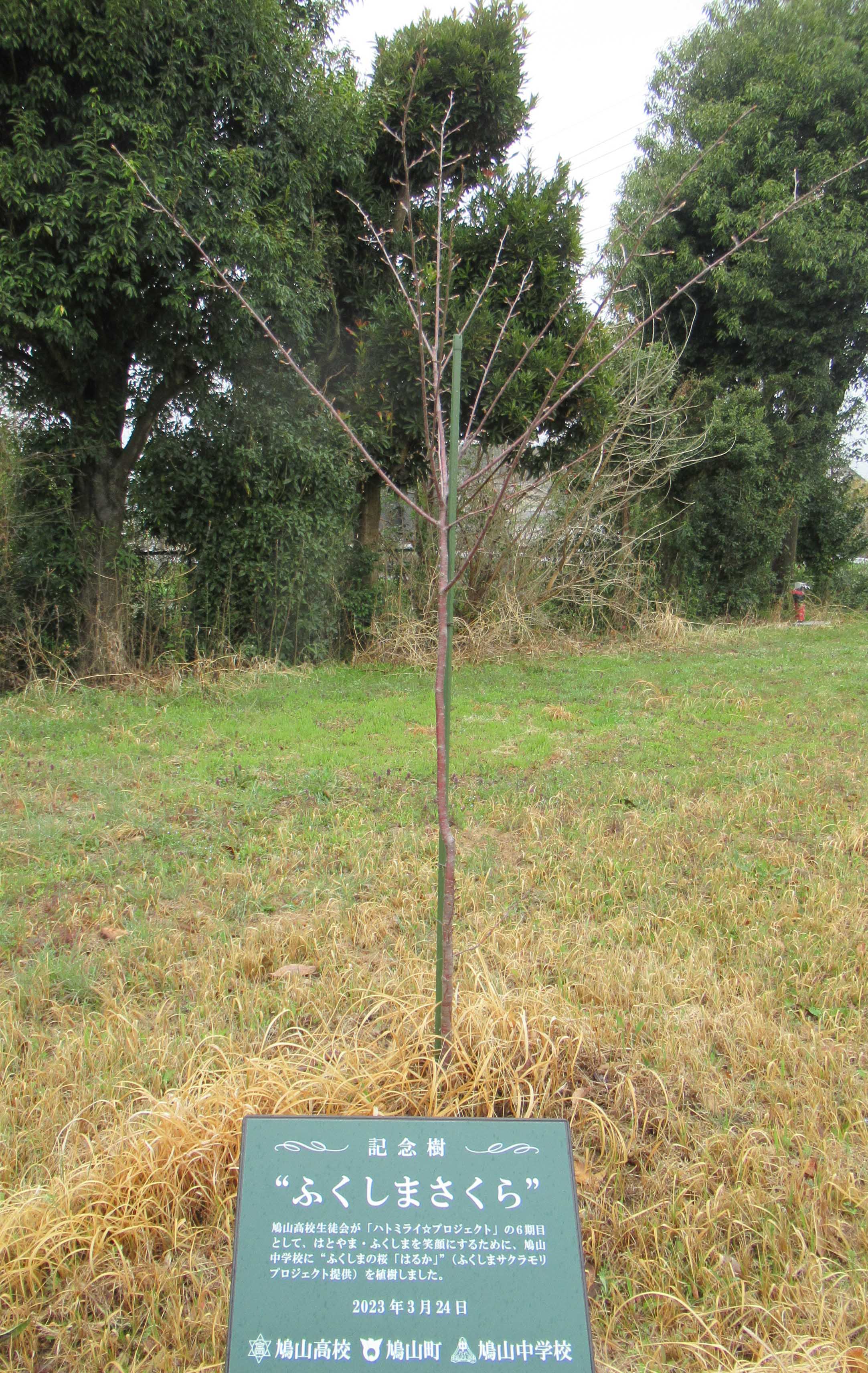 桜マップ18(鳩山中学校)