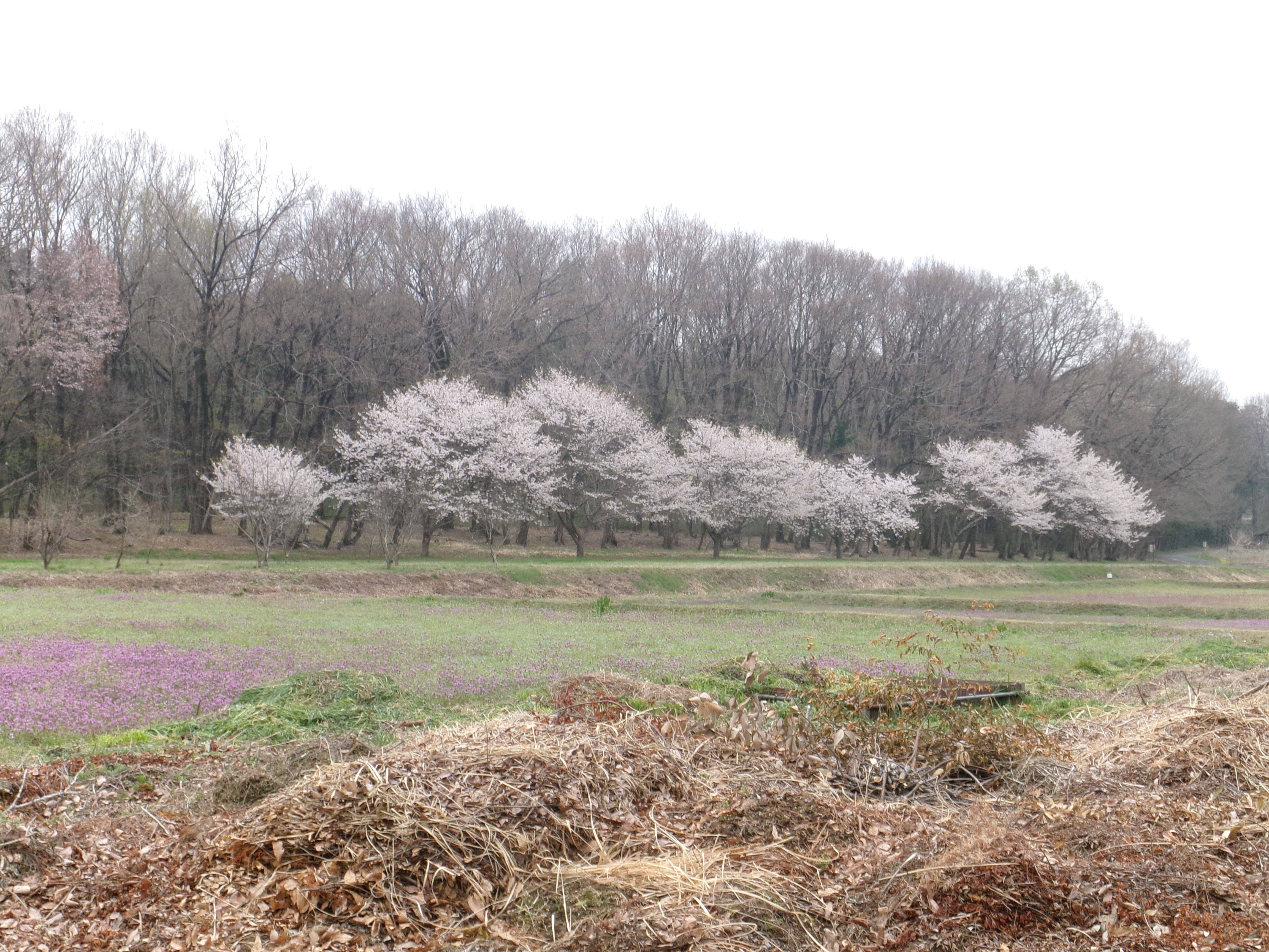R8農村公園