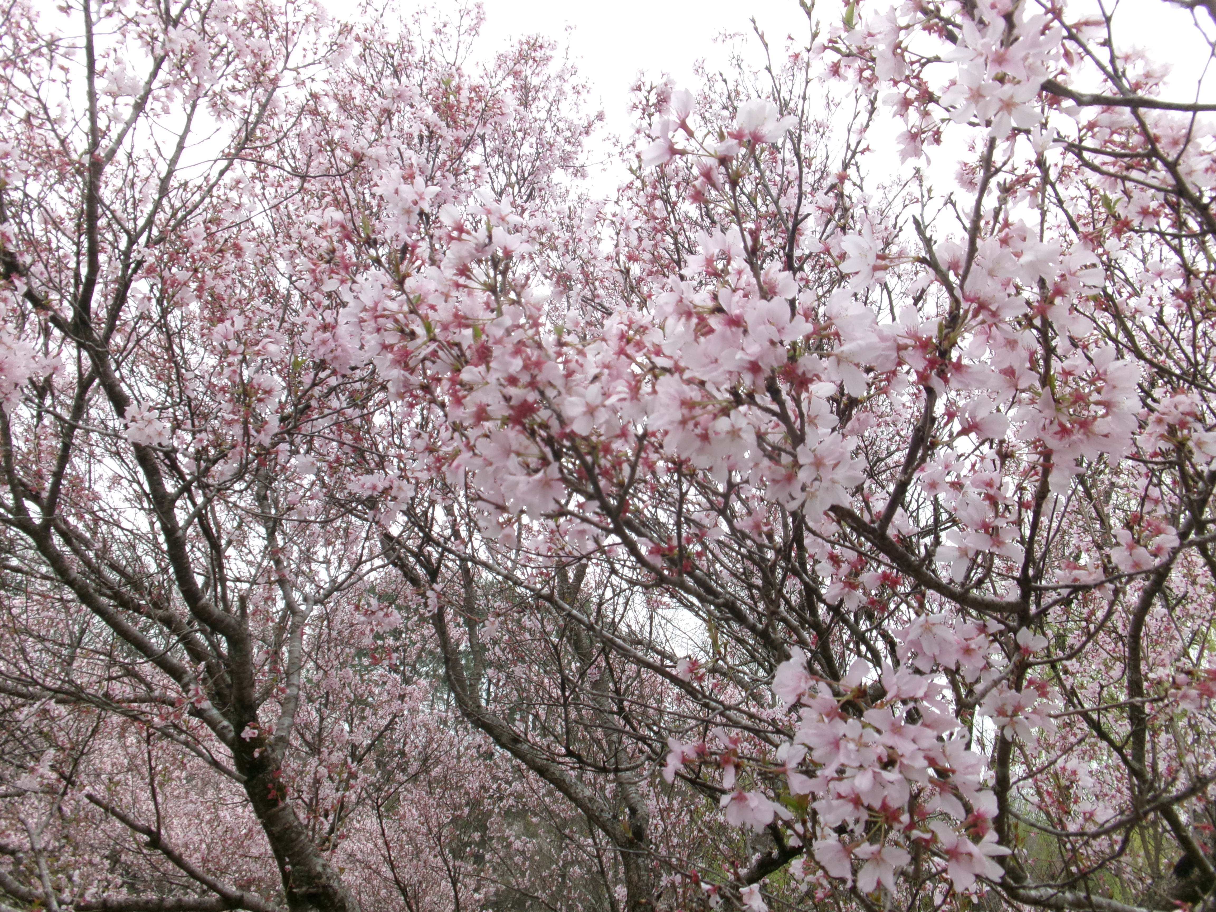 R8農村公園2