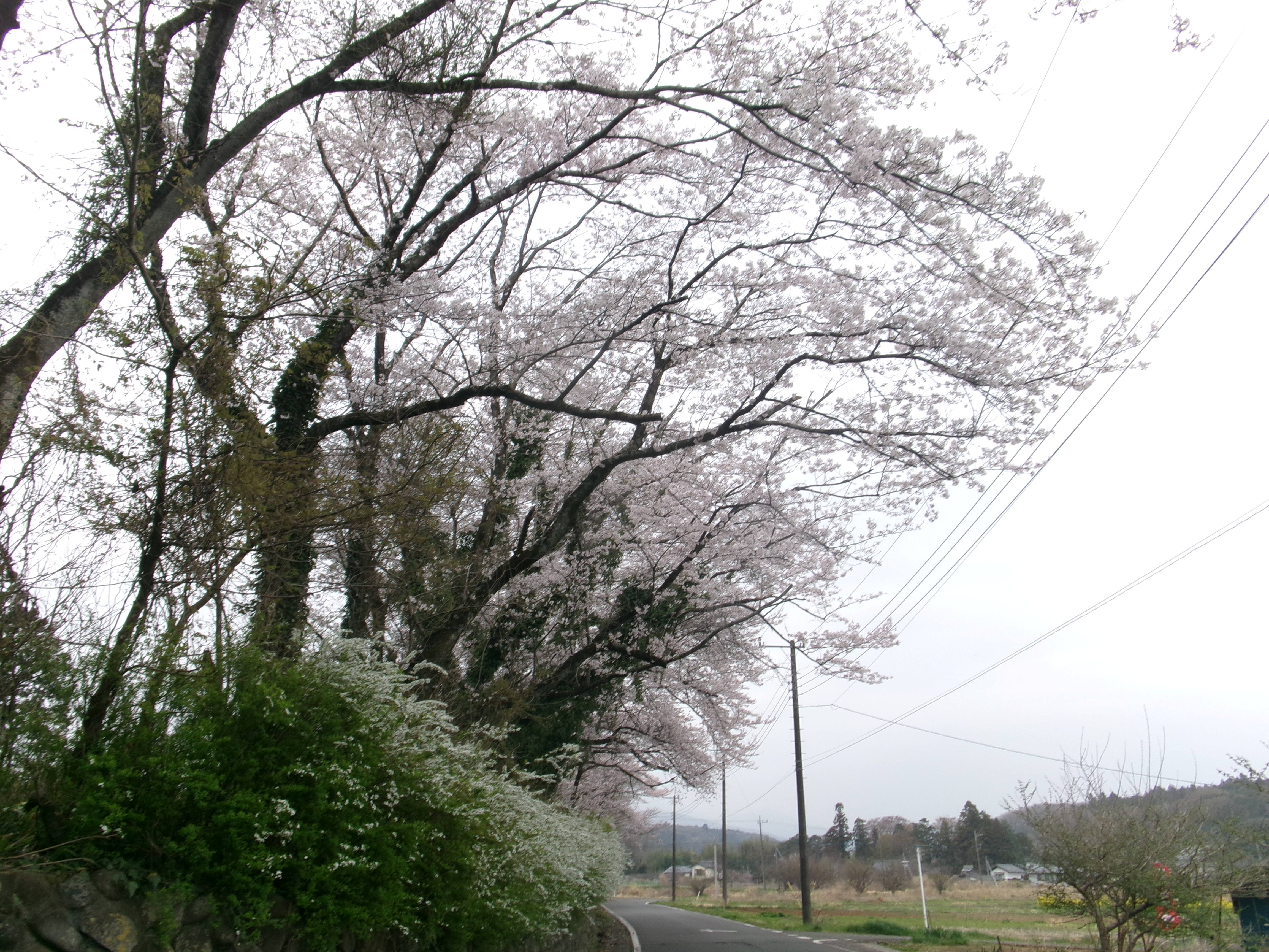 R8毛呂神社前桜
