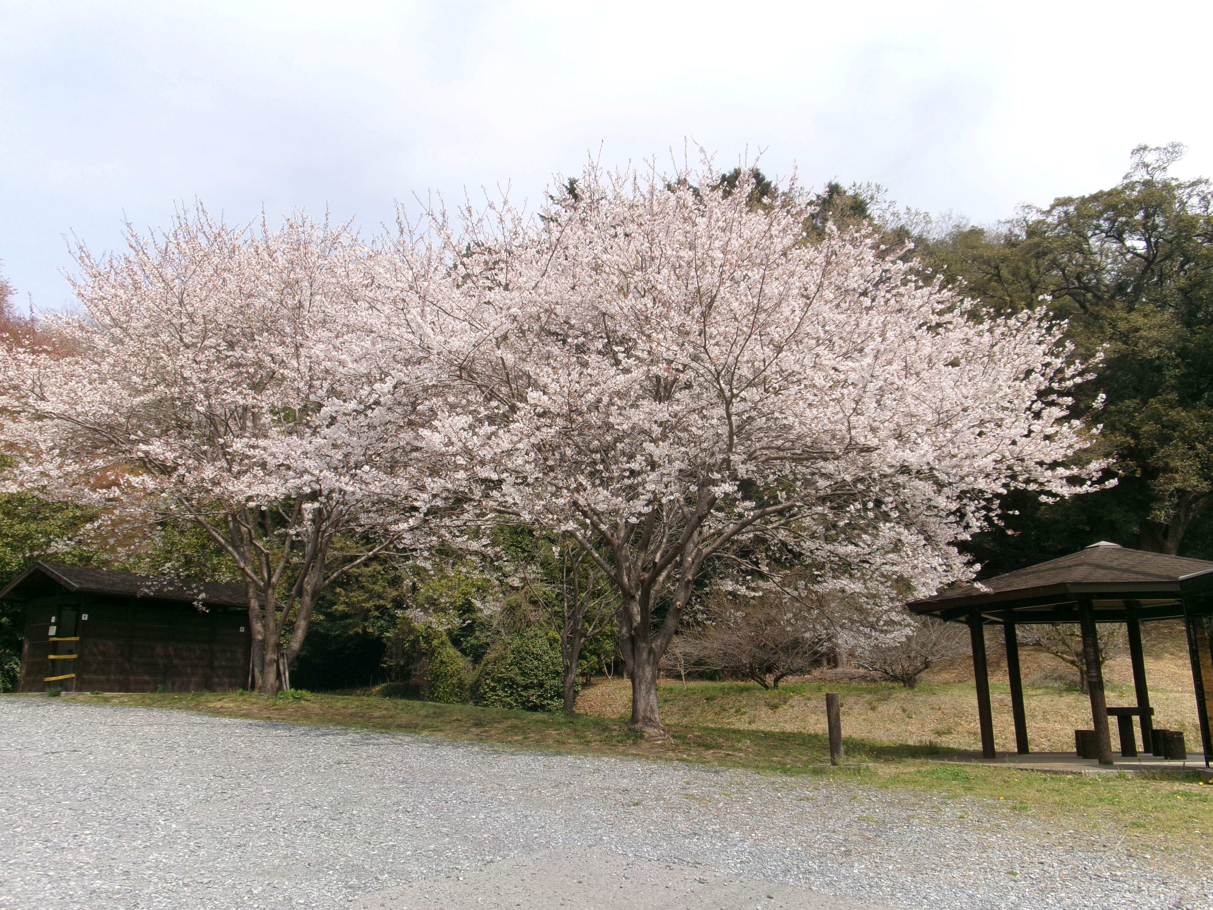 R8高野倉ふれあい自然公園桜