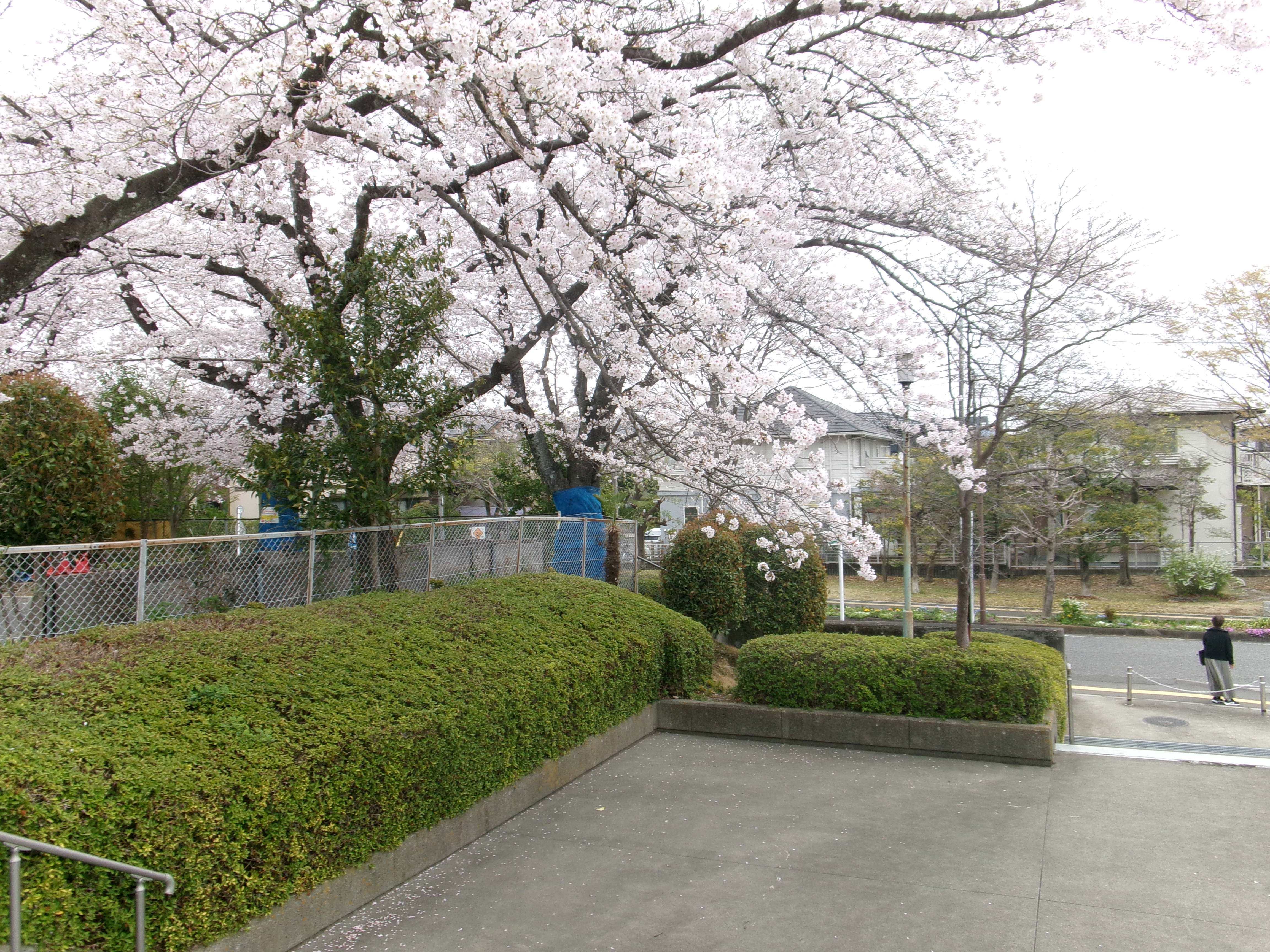 R8地域包括桜