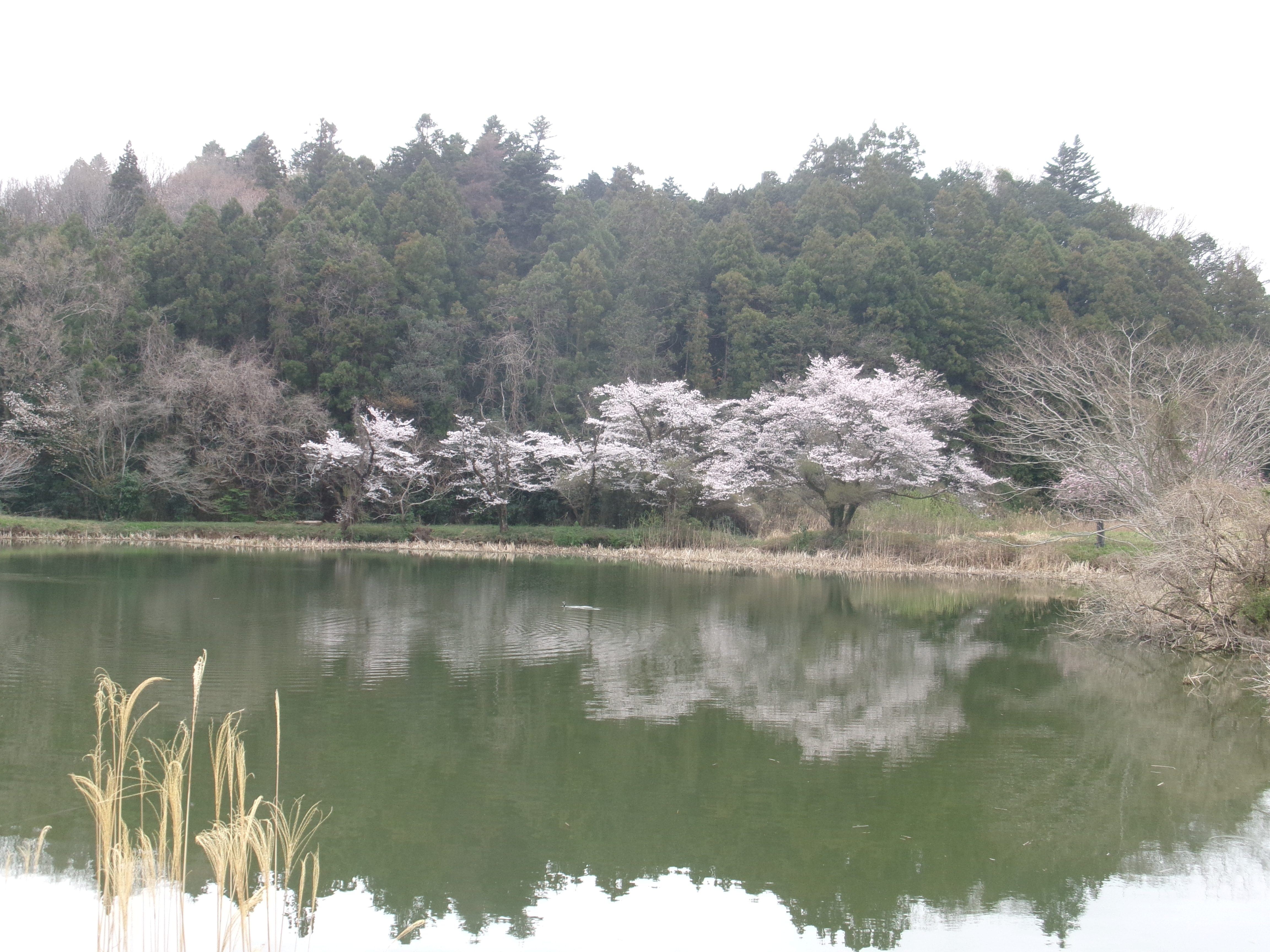 R8東山沼桜
