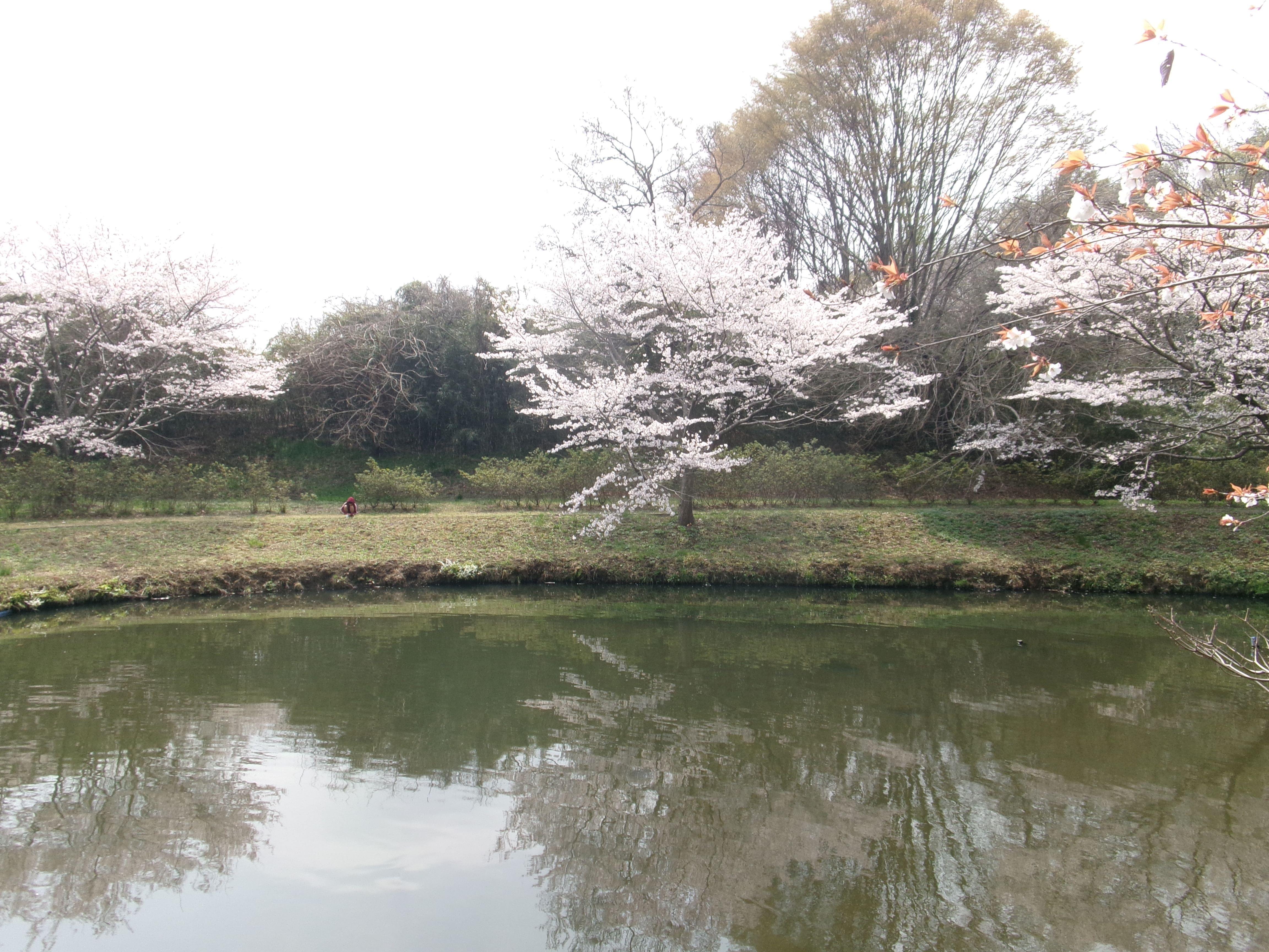 R8逆川沼桜