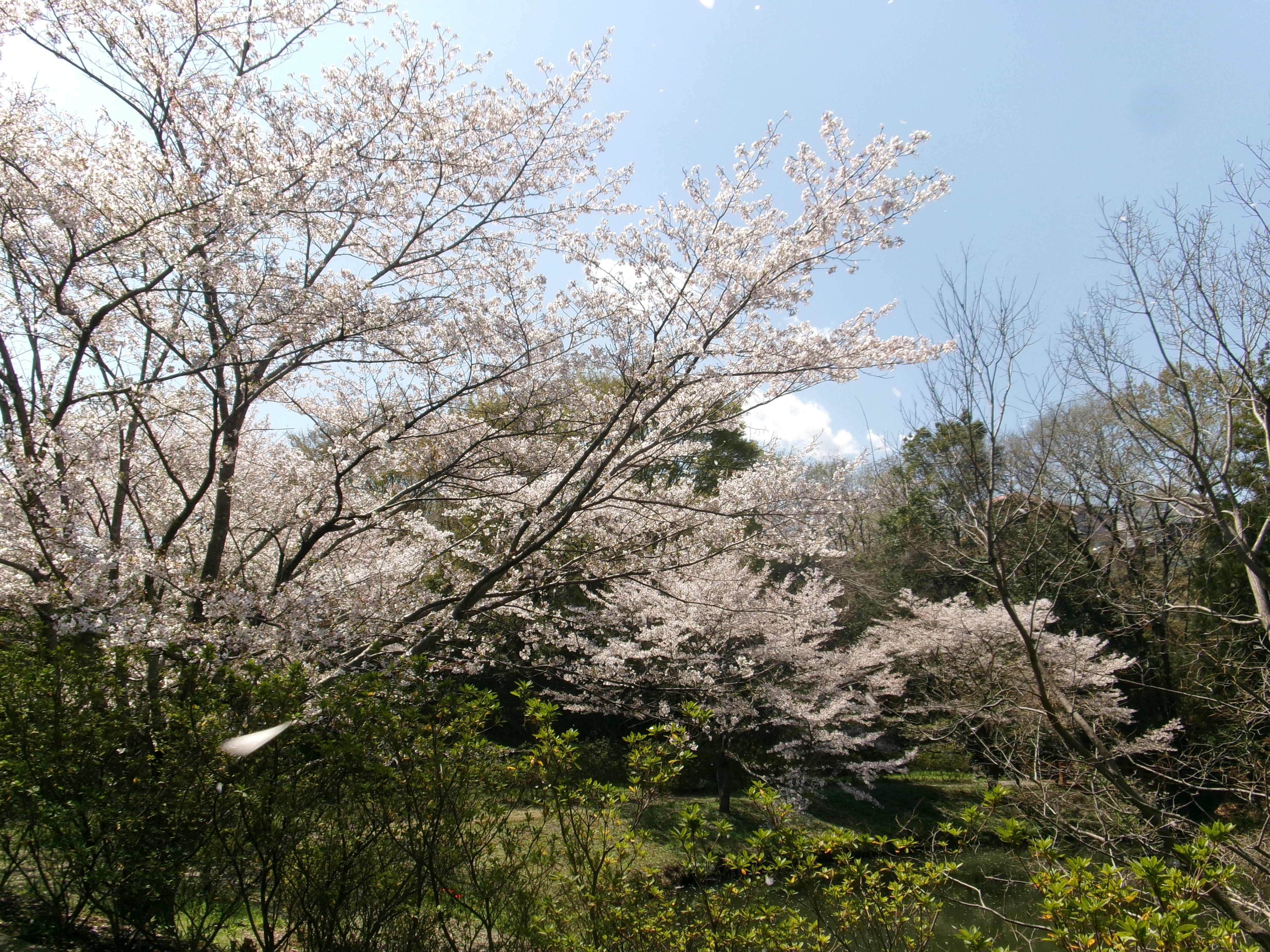 逆川沼１