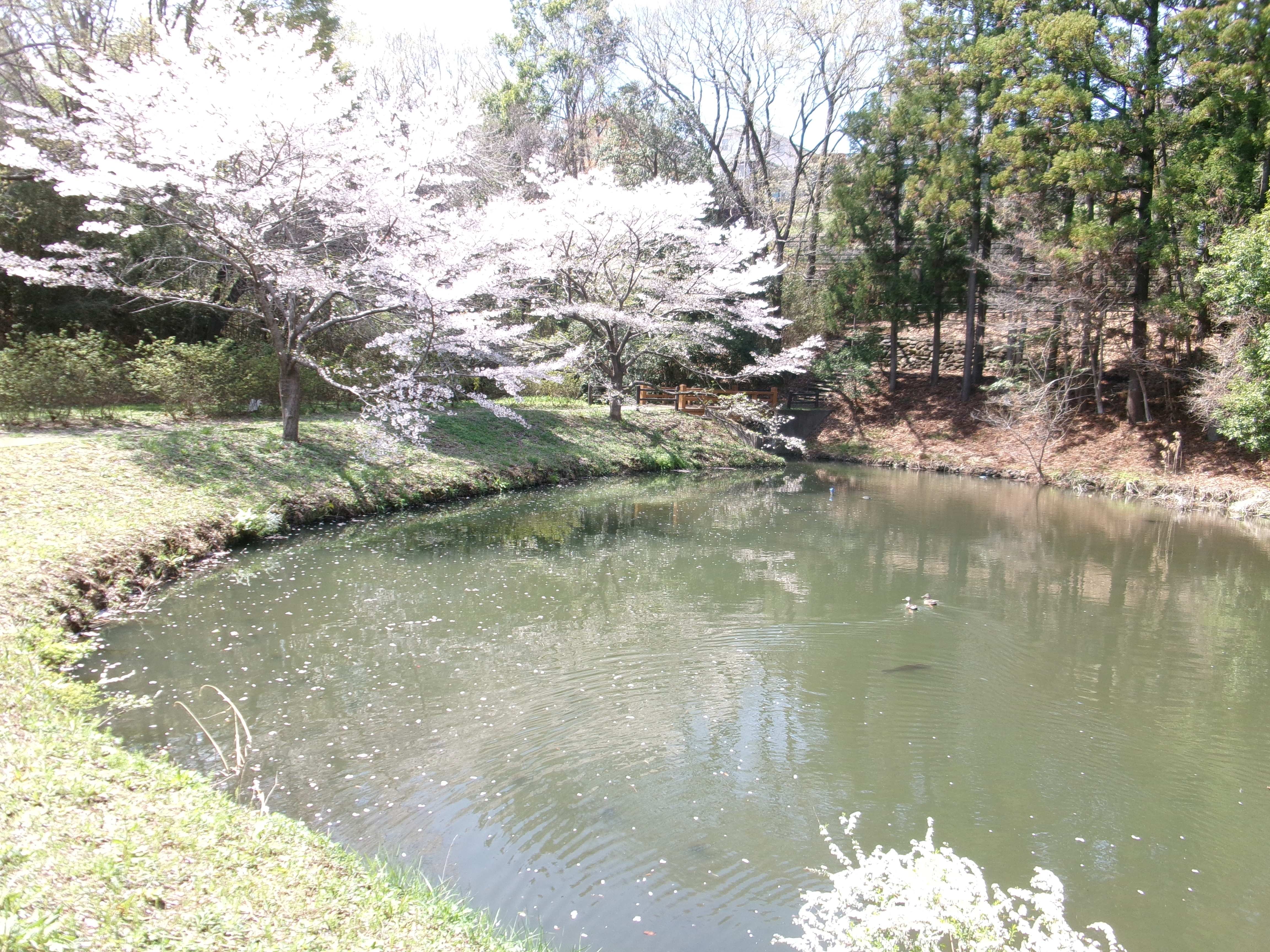 逆川沼2