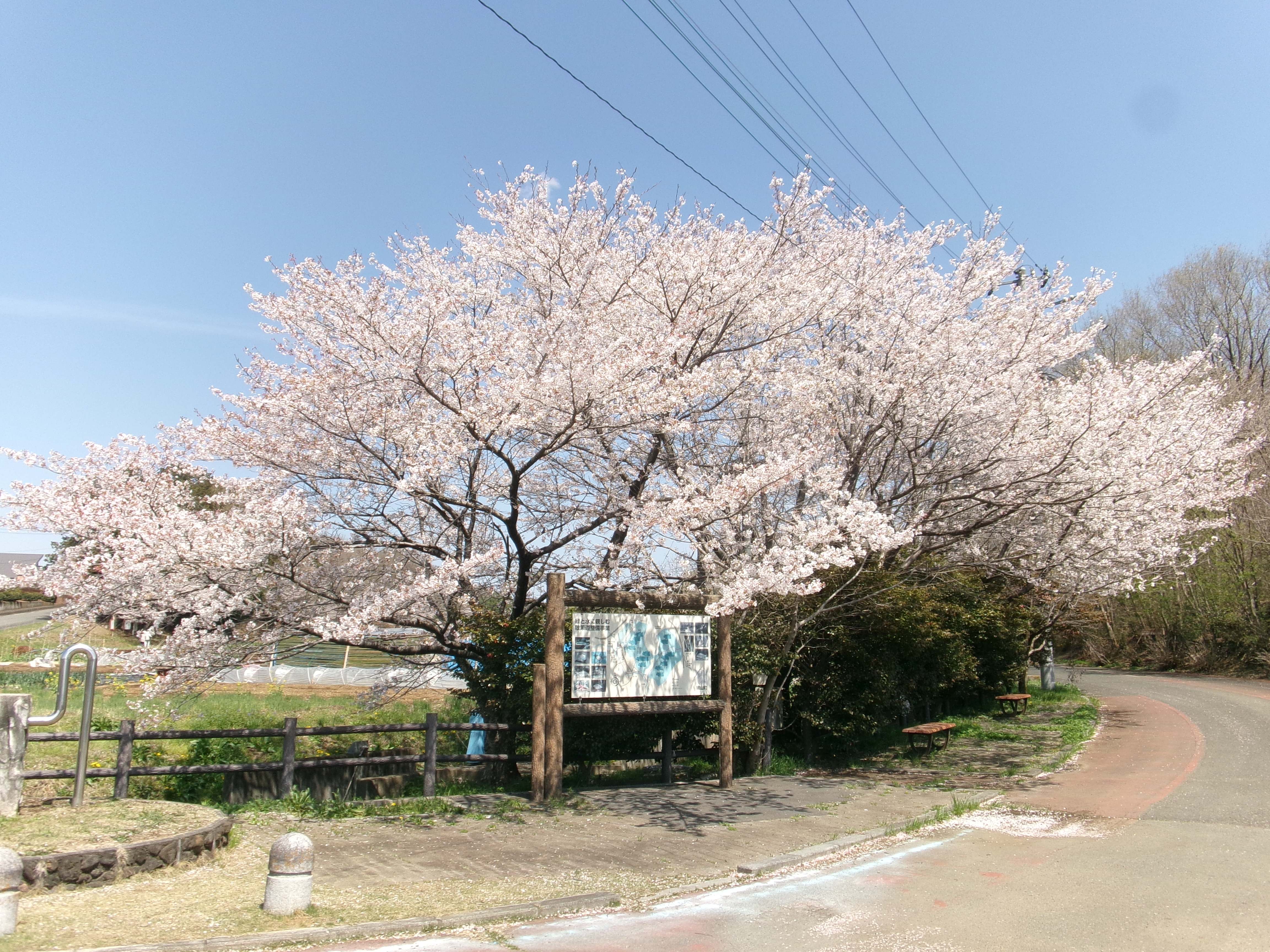 農村