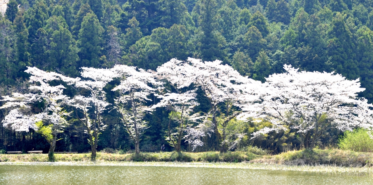 桜（熊井地区・東山沼逆さ桜)